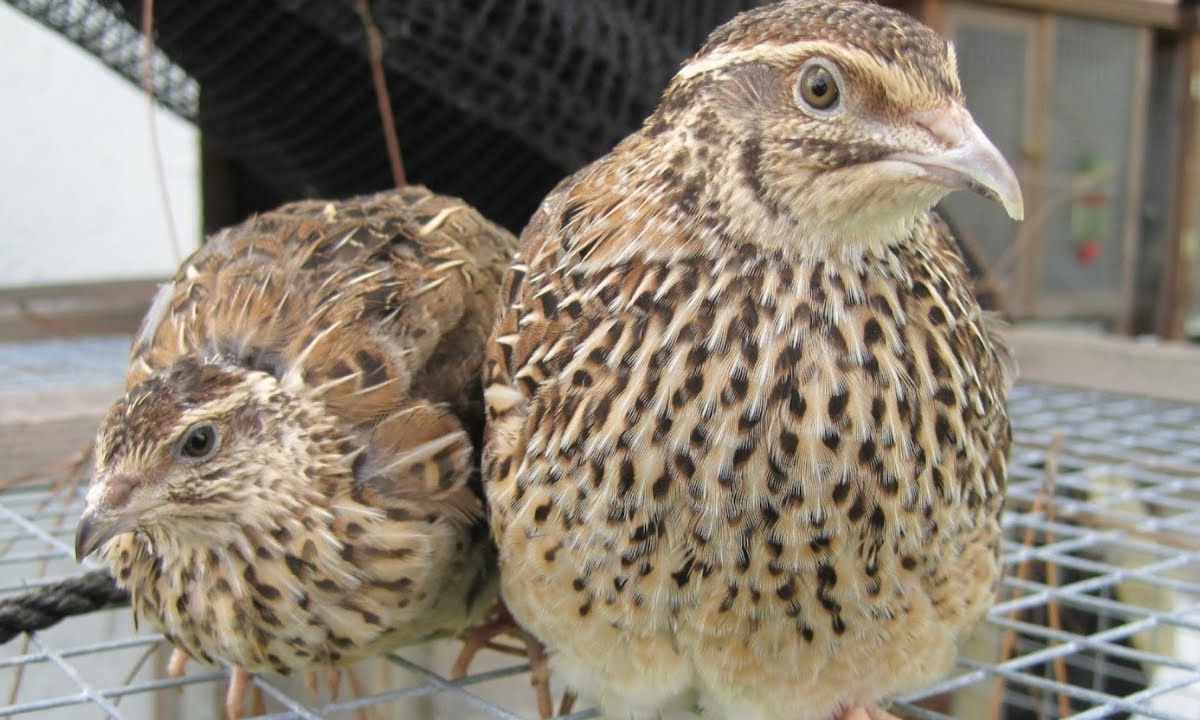 How to breed quails